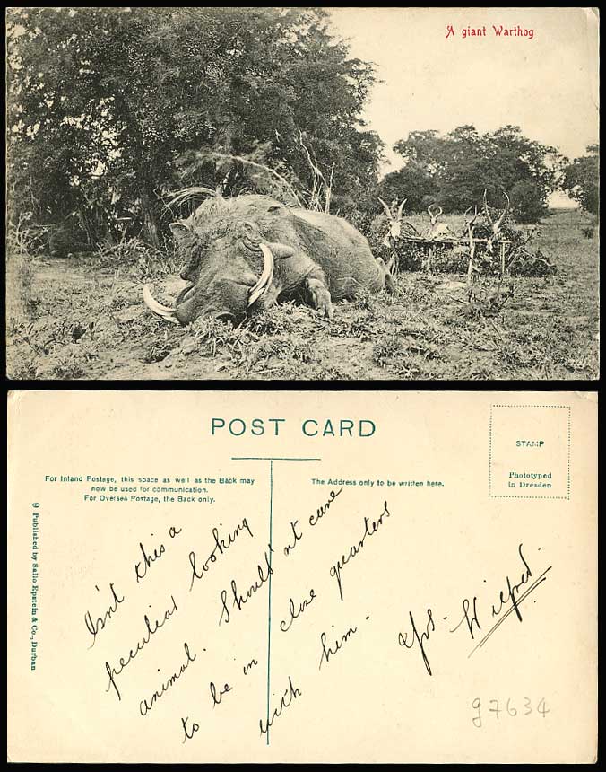 A GIANT WARTHOG Horns South Africa Old Postcard Animals Epstein & Co. Durban N.9