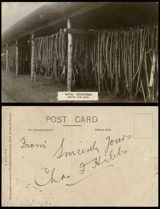 South Africa, Natal Industries, Drying The Bark Old Real Photo Postcard Industry