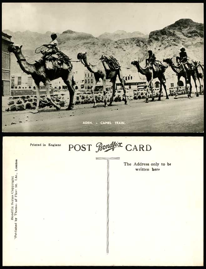 Aden Camel Train, Camels Caravan Riders Mountains Street Scene Old R.P. Postcard