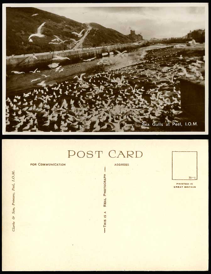 Isle of Man Birds Sea Gulls at Peel I.O.M. Old Real Photo Postcard Castle Animal
