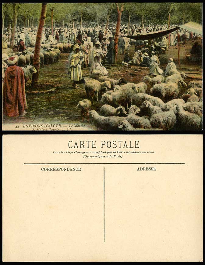 Algeria Alger Old Postcard Sheep Market Maison Carree Le Marche de Lamb Shepherd