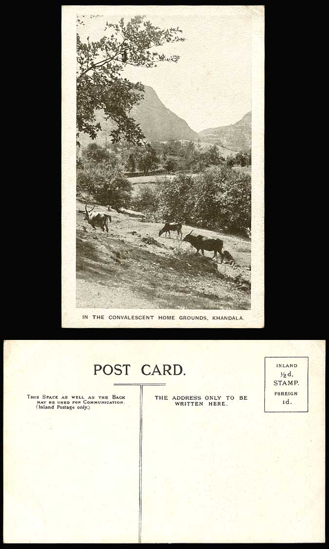 India Old Postcard Khandala, Cattle in the Convalescent Home Grounds, Mountains