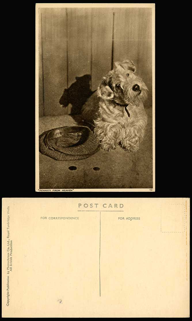 Dog Puppy Beggar Hat & Coins, Pennies from Heaven Old Postcard Pet Animal Humour