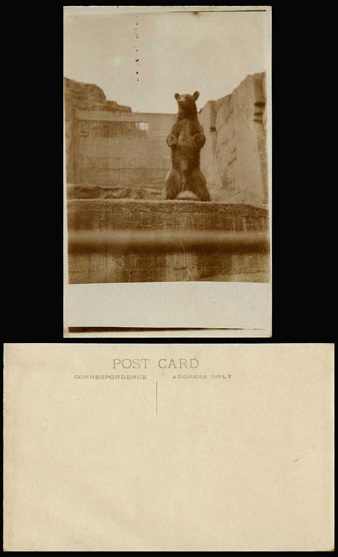 A Bear Standing on its Hind Legs, Ready to Attack, Zoo Animal Bears Old Postcard