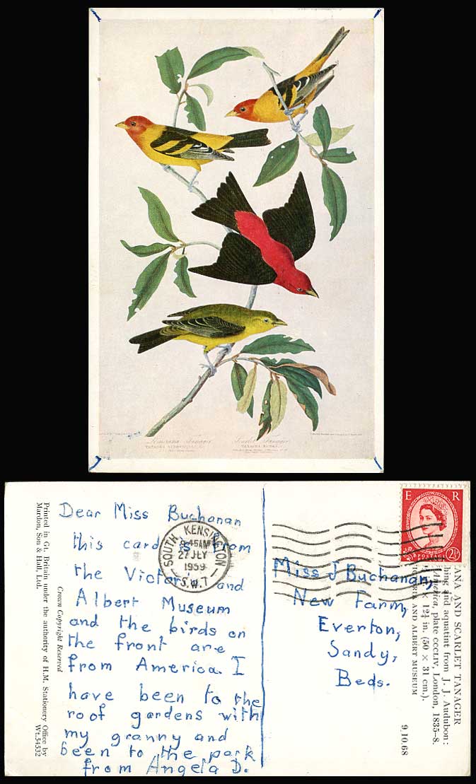 Louisiana & Scarlet Tanager Birds JJ Audubon 1959 Old Postcard V&A Museum London
