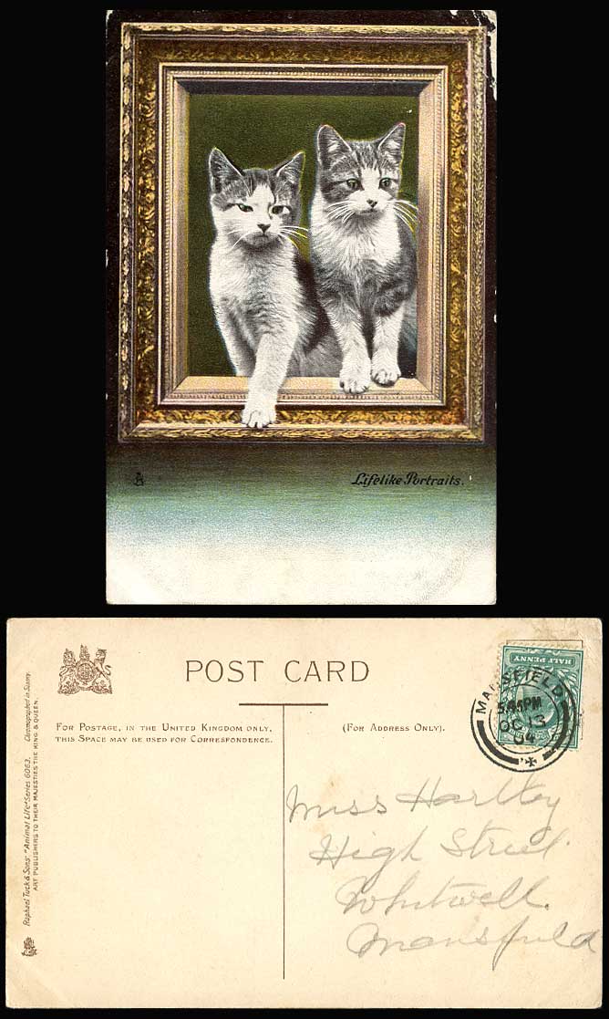 Cats Kittens Pet Life Like Portraits Tuck's Animal Life Series 1904 Old Postcard