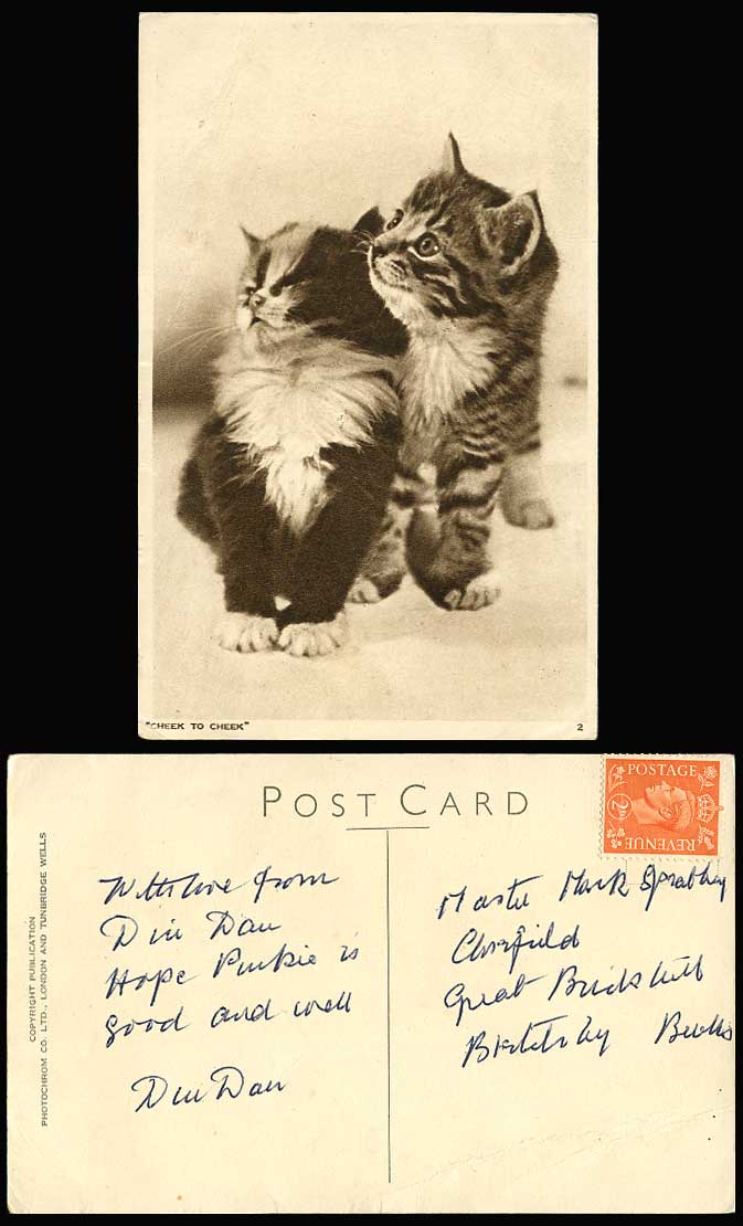 2 Cuddly Cats Kittens, Cheek To Cheek Pets Old Postcard Pets Animals, Cat Kitten