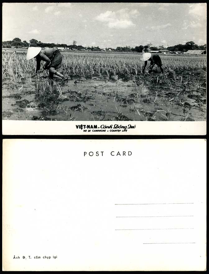 Vietnam Old Real Photo Postcard Canh Dong Que Country Life Native Farmer at Work