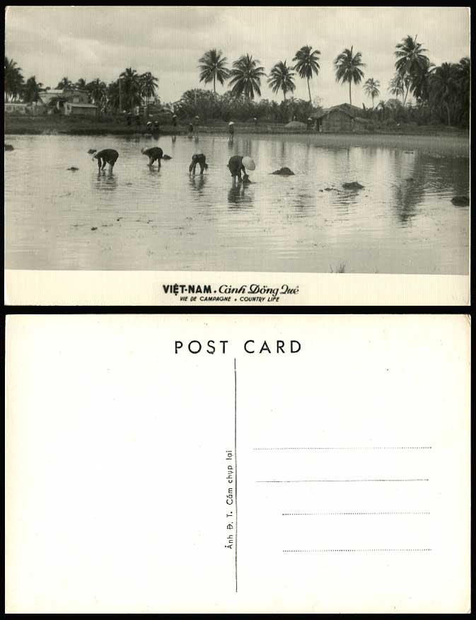 Vietnam Old R.P. Postcard Canh Dong Que Country Life Farmers at Work Palm Trees