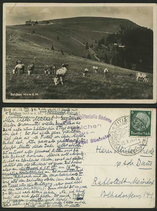 Germany 1934 Postcard BELCHEN Mountains Grazing Cattle