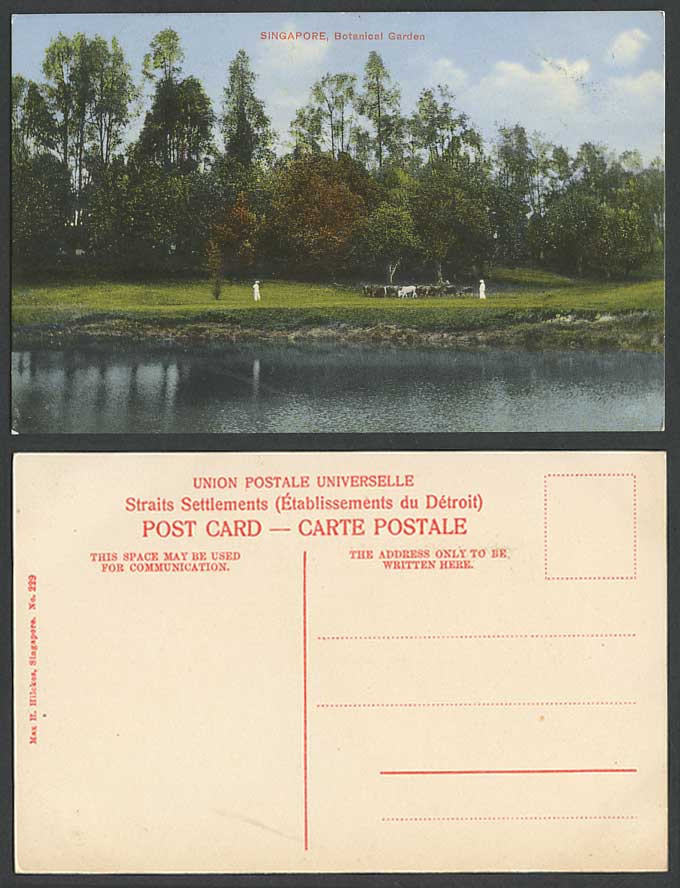 Singapore Old Colour Postcard Cattle Cow, Lake, Botanical Garden Botanic Gardens