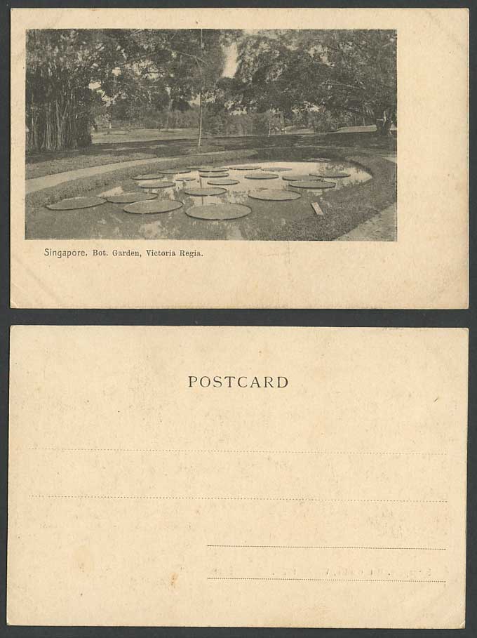 Singapore Old U.B. Postcard Victoria Regia Botanical Gardens Botanic Garden Lake