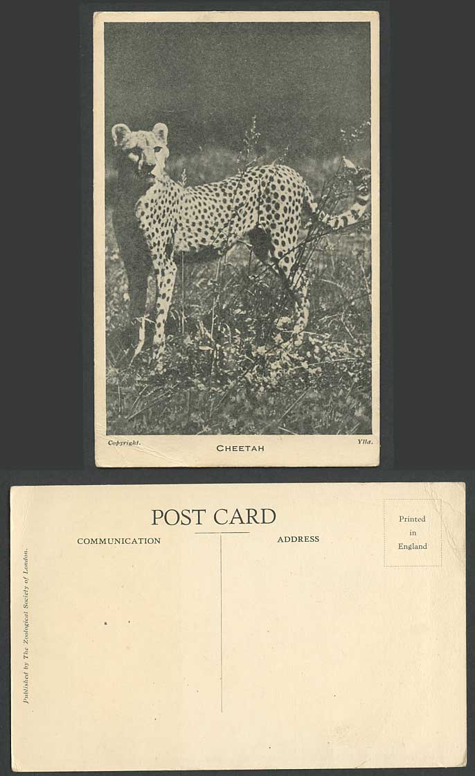 CHEETAH, The Zoological Society of London Zoo Animal Animals Ylla. Old Postcard