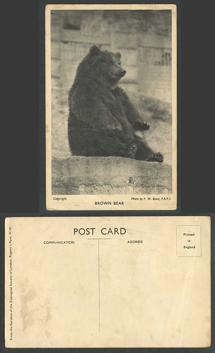 BROWN BEAR, London Zoological Gardens Zoo Animal Photo by F.W. Bond Old Postcard