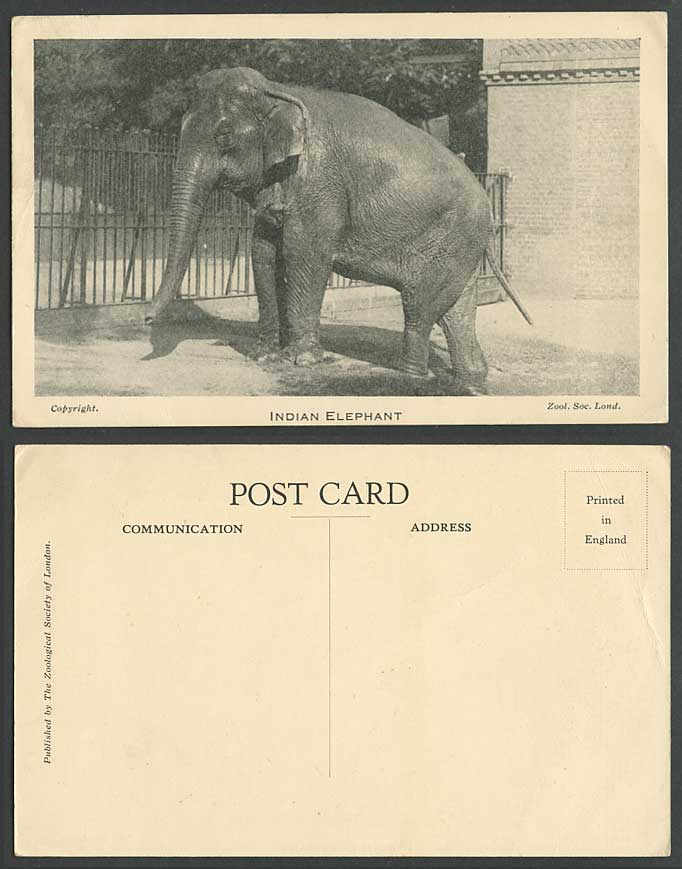 India Indian Elephant Old Vintage Postcard London Zoological Gardens Zoo Animals