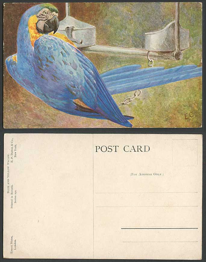 Blue and Yellow Macaw Bird Parrot Parakeet, EC Artist Signed Old Postcard Animal