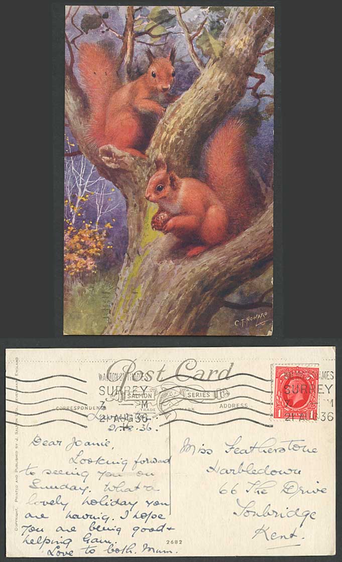 Red Squirrel Squirrels with Nut, Artist Signed by C.T. Howard 1936 Old Postcard