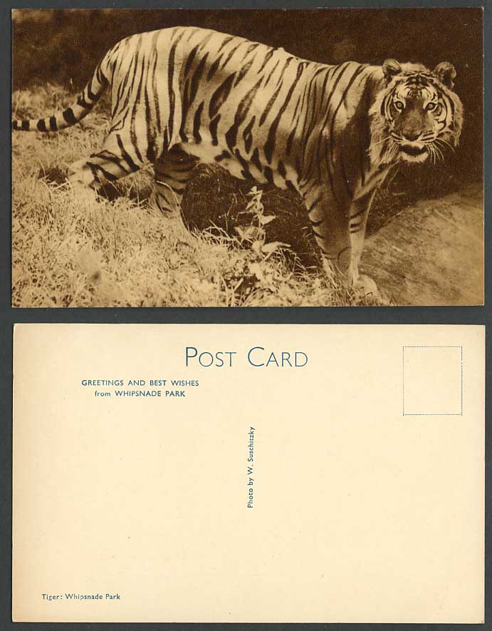 TIGER Whipsnade Park Zoo Wild Animal Safari Old Postcard Dunstable Bedfordshire