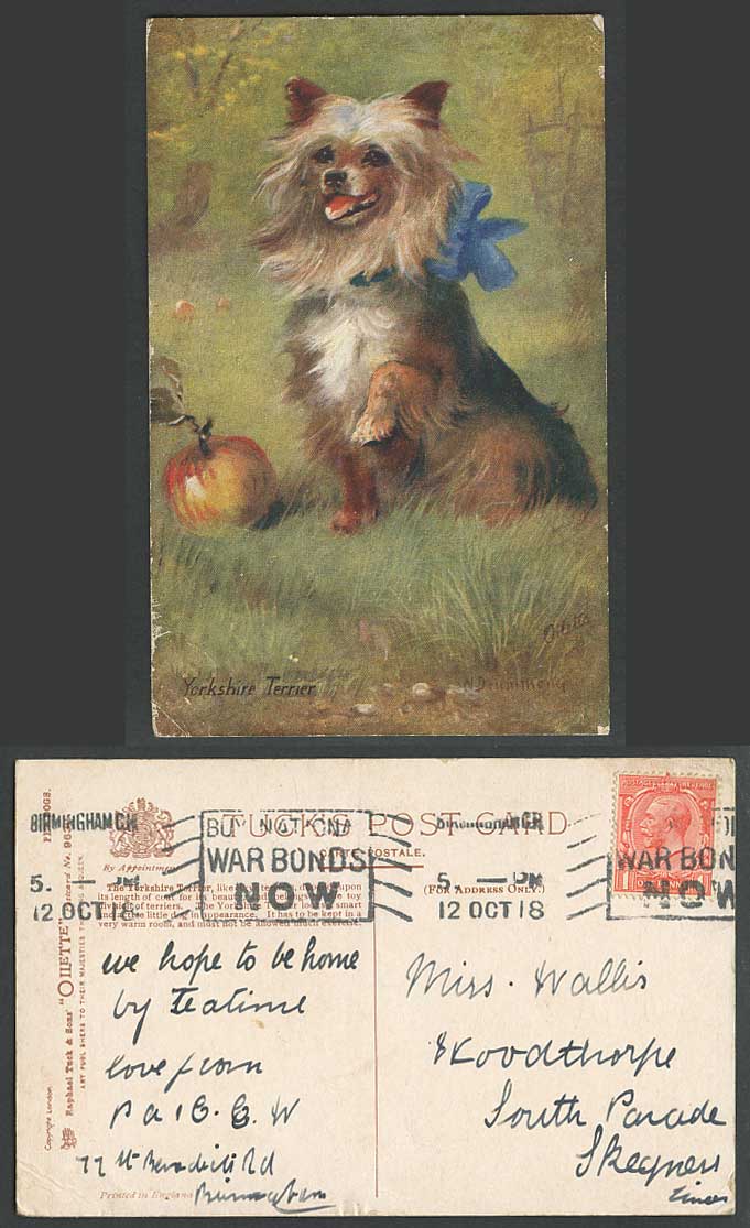 Yorkshire Terrier Pet Dog N Drummond Artist Signed Old Tuck's Postcard War Bonds