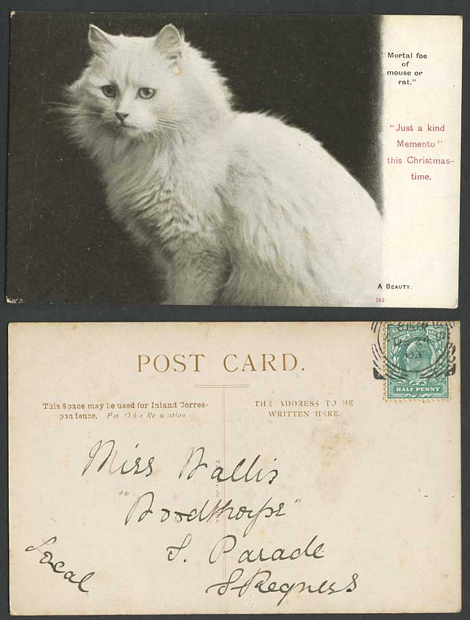 White Persian Cat, Mortal Foe of Mouse or Rate, A Beauty, Pets 1903 Old Postcard