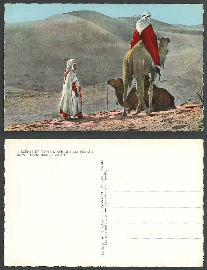 North Africa Halte dans le desert Camels Camel Rider Stop in Desert Old Postcard