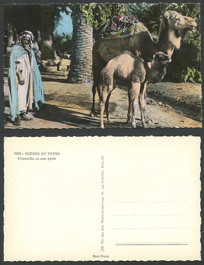 Africa Arab Arabic Man, CAMEL and YOUNG Baby Cub Chamelle Son Petit Old Postcard