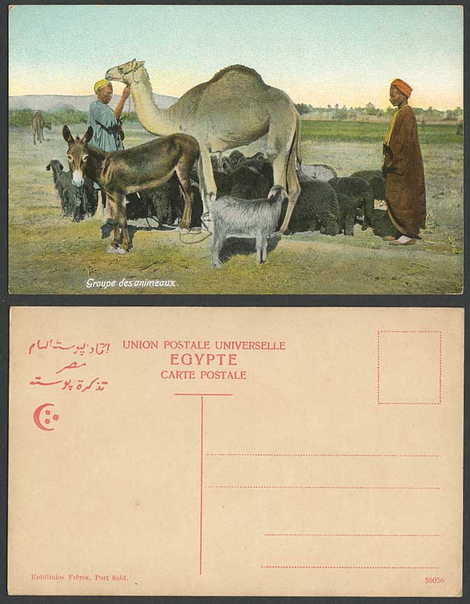 Egypt Old Postcard Native Men Animal Goat Donkey Sheep Camel Groupe des Animeaux