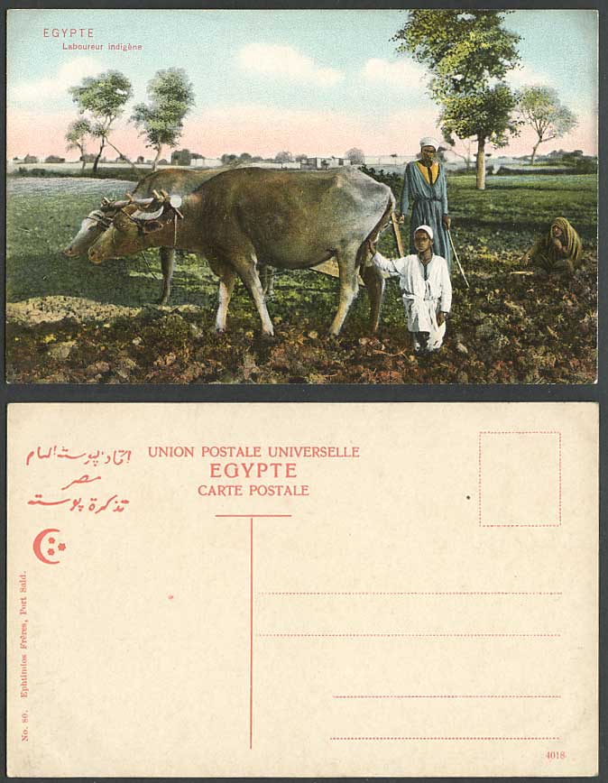 Egypt Old Postcard Laboureur indigene Native labourer Cattle Buffaloes Ploughing