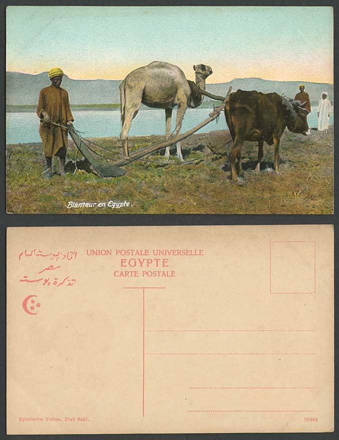 Egypt Old Color Postcard Blanteur en Egypte Native Farmer Camel Cattle Ploughing