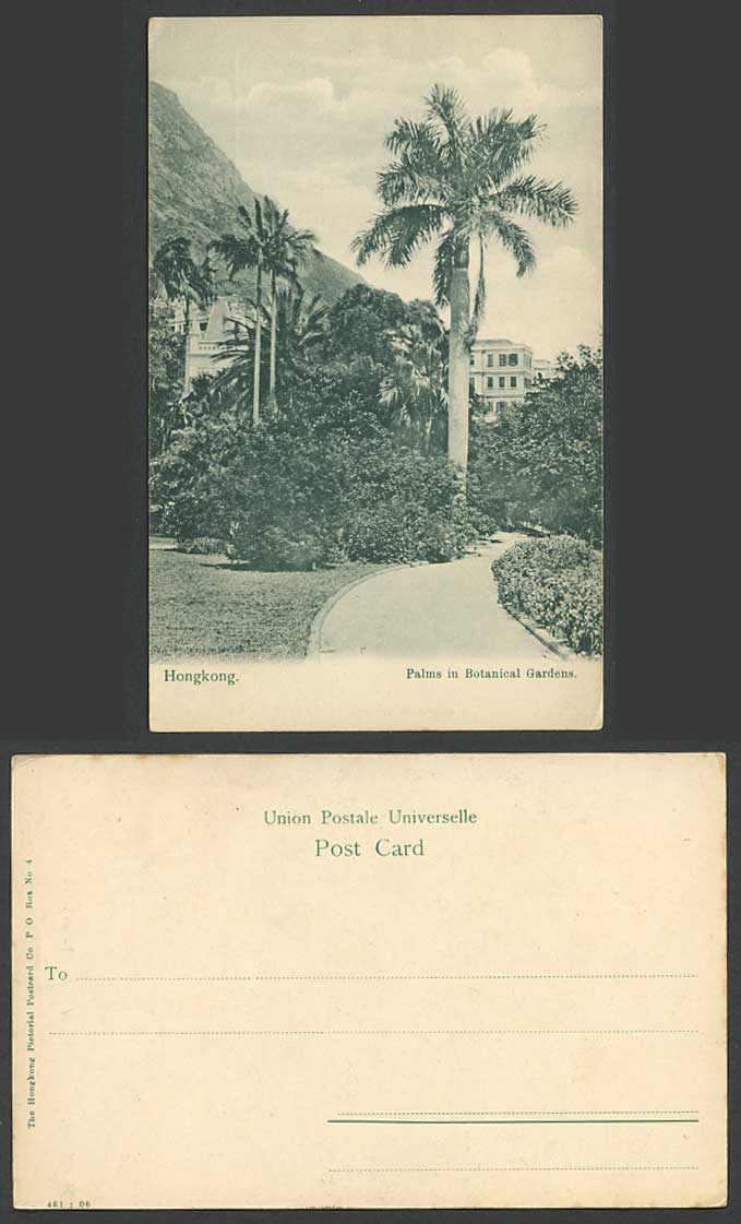 Hong Kong China Old Postcard Palms in Botanical Gardens Palm Tree Botanic Garden