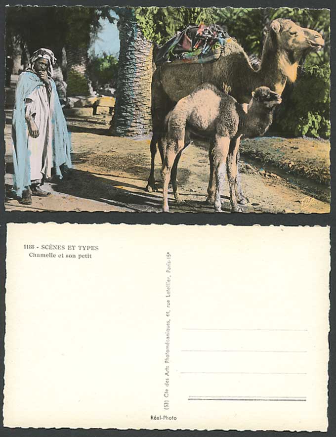 Africa Arabe Man Camels CAMEL and YOUNG Baby Cub Chamelle Son Petit Old Postcard