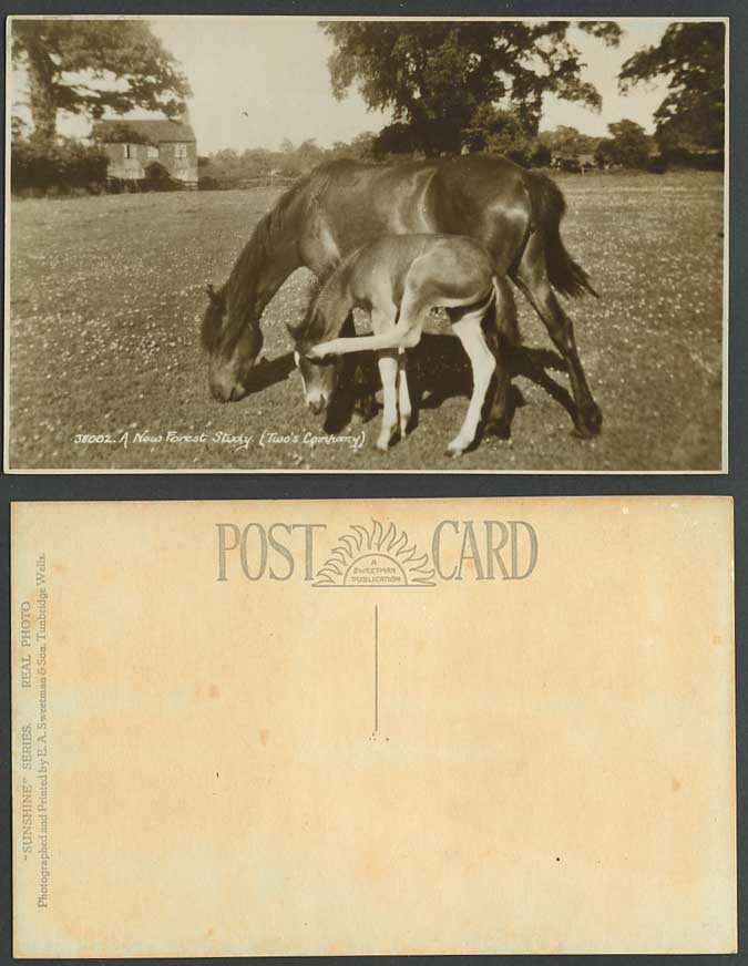 A New Forest Study Twos Company Horse Pony Ponies Horses Old Real Photo Postcard