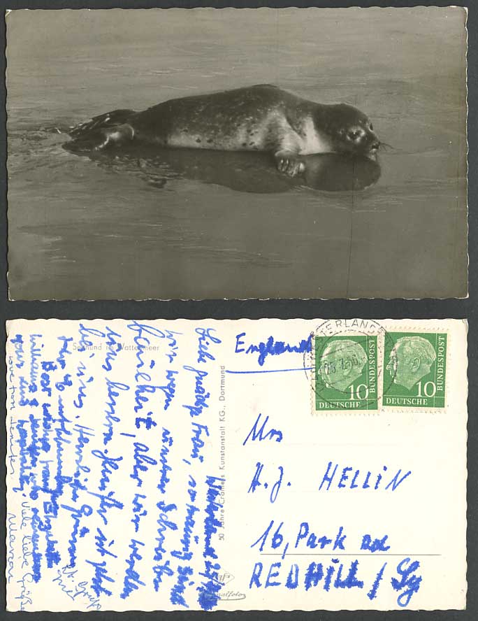 Baby Seal Sea Lion Seehund im Wattenmeer Wadden Sea 1956 Old Real Photo Postcard