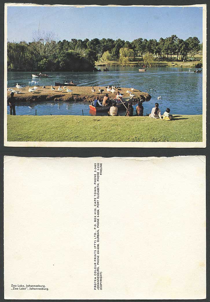South Africa Postcard Boats Boating on Zoo Lake, Johannesburg, Birds Rock Island