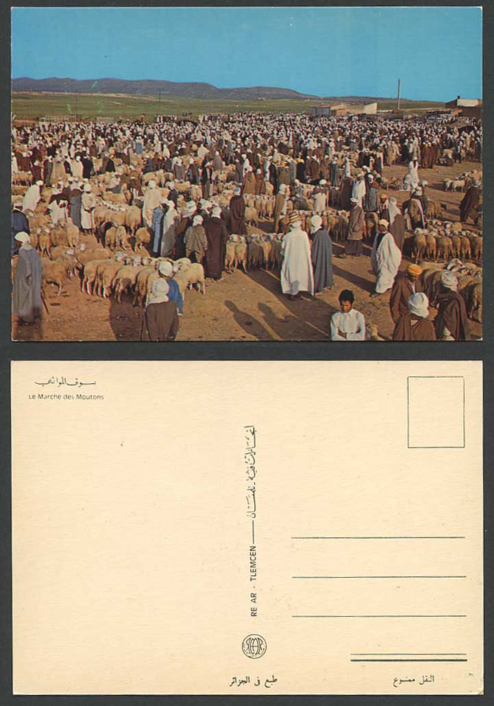 Algeria 1977 Postcard Le Marche des Moutons, Native Sheep Market, Ethnic Tlemcen