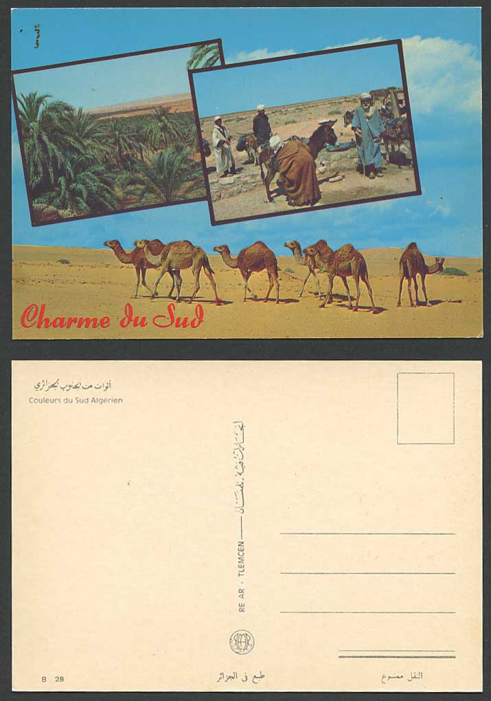 Algeria 1977 Postcard South Algerian Camels Donkey Palm Trees Charme du Sud Men