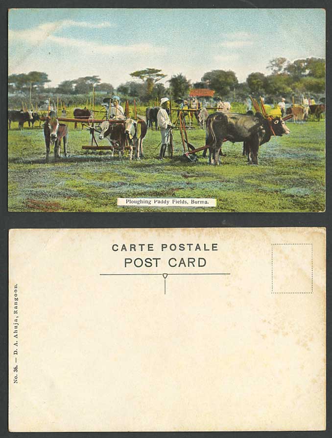 Burma Old Colour Postcard Native Burmese Farmers & Cattle Ploughing Paddy Fields