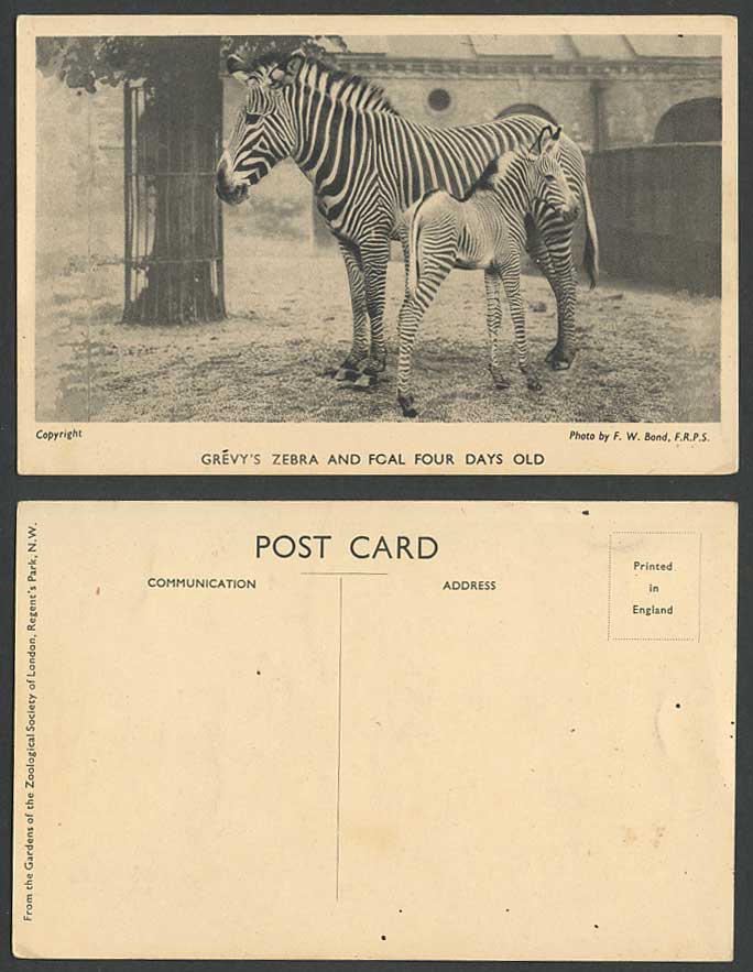 Zebras GREVY'S ZEBRA & Foal Four Days Old, YOUNG CUB London Zoo Vintage Postcard