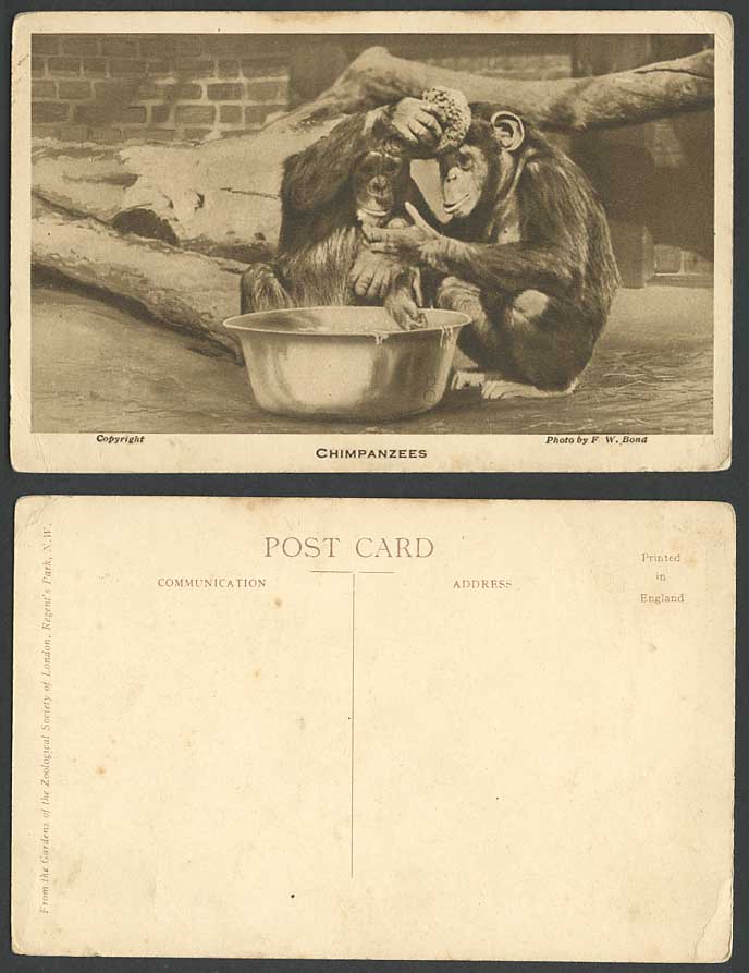 Chimpanzees Bathing, London Zoo Animals Old Postcard Chimpanzee Monkey Monkeys