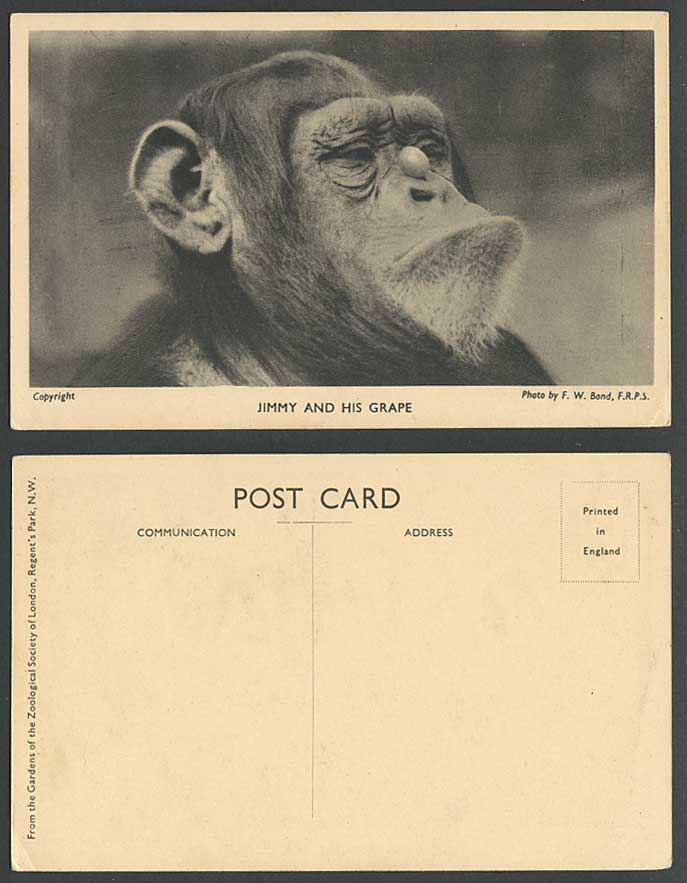 Chimpanzee Monkey, Jimmy and His Grape, London Zoo Animal F.W. Bond Old Postcard
