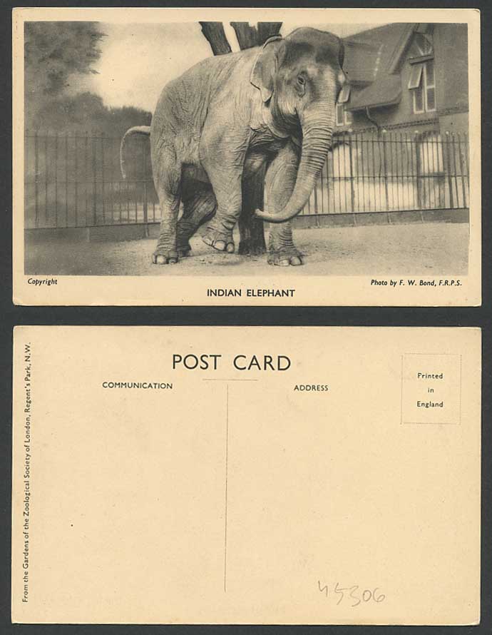 India - INDIAN ELEPHANT Old Postcard London Zoo Zoological Gardens, by F.W. Bond