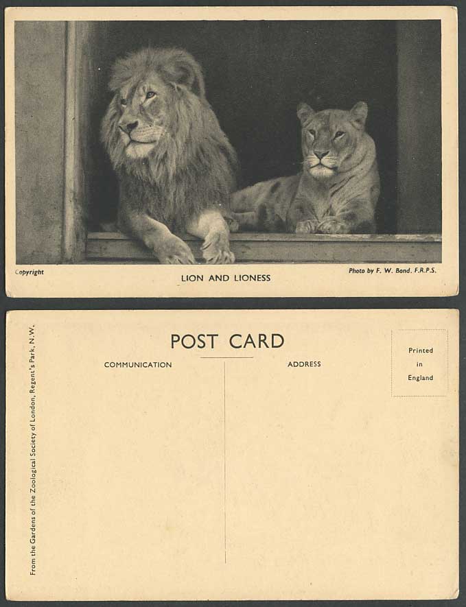 Lion and Lioness Zoo Animal Zoological Society London Photo FW Bond Old Postcard
