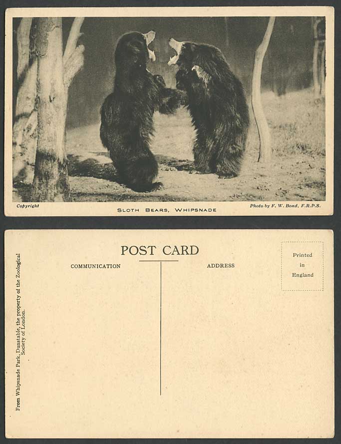 SLOTH BEARS Fighting, Whipsnade Park Bear Zoo Gardens Old Postcard Photo FW Bond