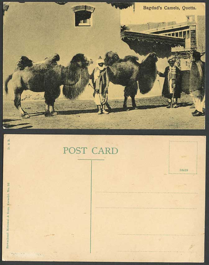 Pakistan Old Postcard Quetta Iraq Baghdad Bagdad's Camels Camel Animals Br India