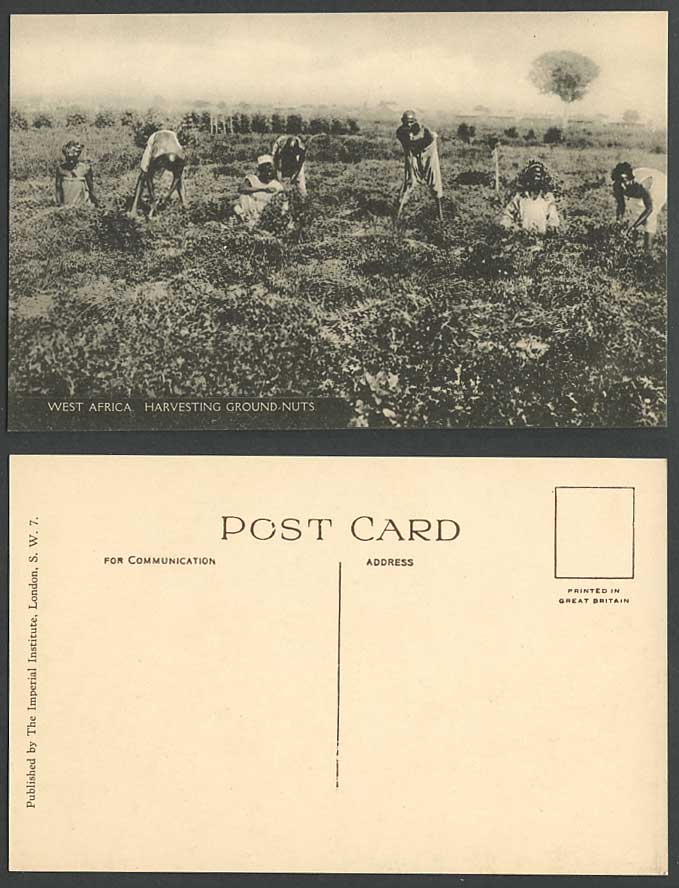 Nigeria Farmers Harvesting Groundnuts West Africa Native Life Scene Old Postcard