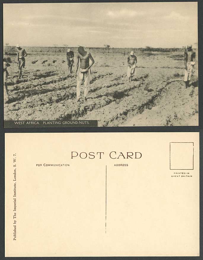 Nigeria, Farmers Planting Groundnuts Field, West Africa Native Life Old Postcard