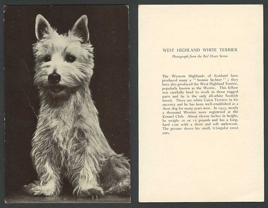 West Highland White Terrier Dog Puppy Photo Red Heart Series Pet Animal Old Card