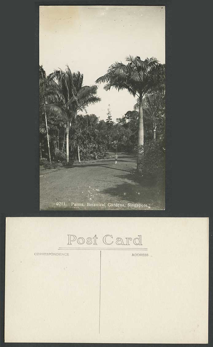 Singapore Old R Photo Postcard Palms Palm Trees Botanical Gardens Botanic Garden