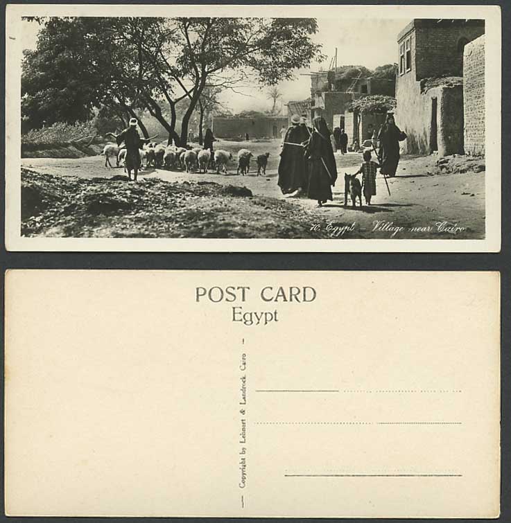 Egypt Old Real Photo Postcard Native Village Near Cairo SHEEP Shepherd Dog Goats