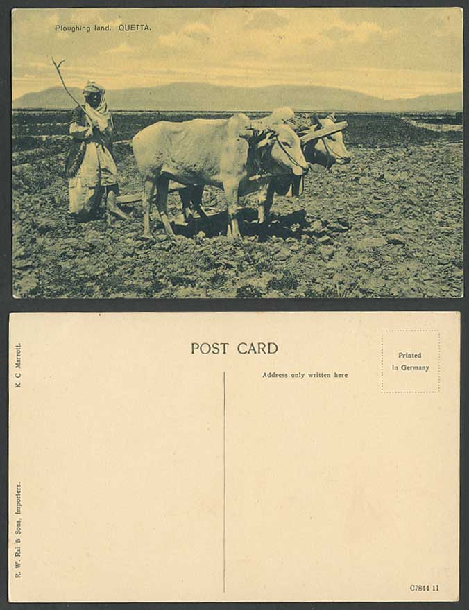 Pakistan Old Postcard Native Farmer & Cattle Ploughing Farm Land QUETTA Br India